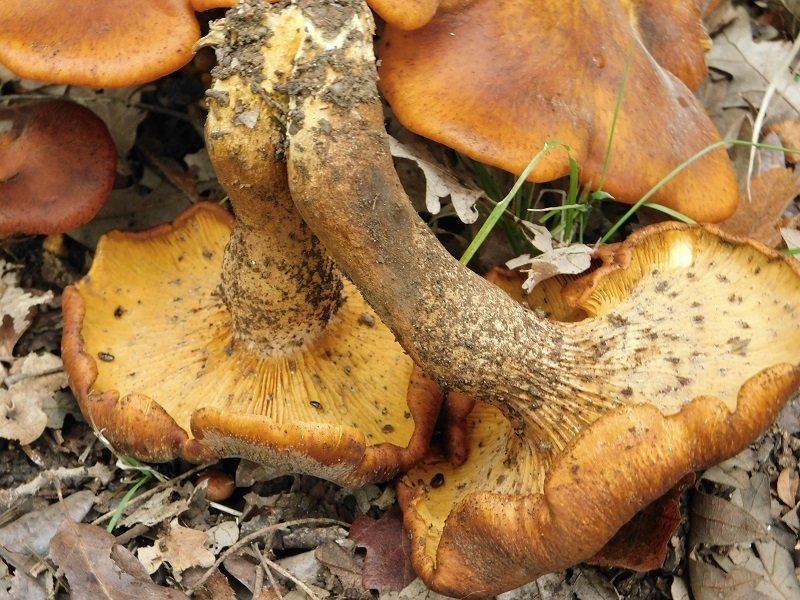 6)Fotogr.il 2.10.2020 bosco di Quercia 350 m s.l.m