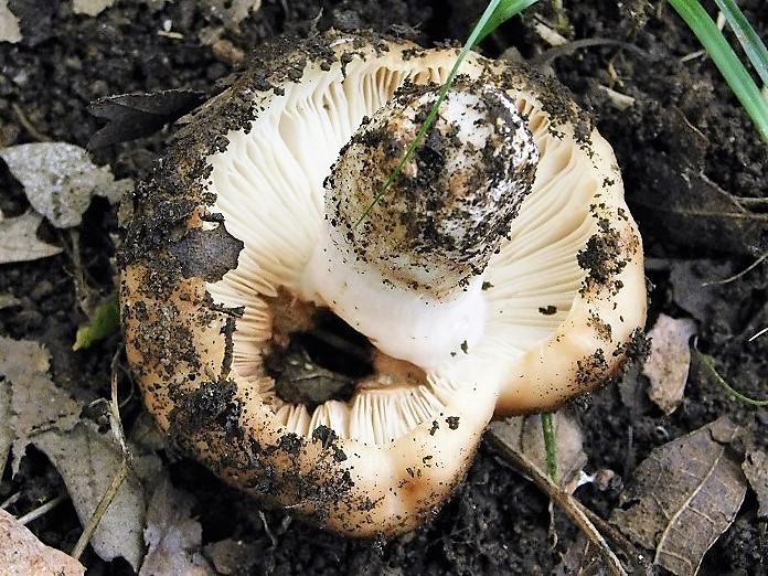 7)Fotogr.il 2.10.2020 bosco di Quercia