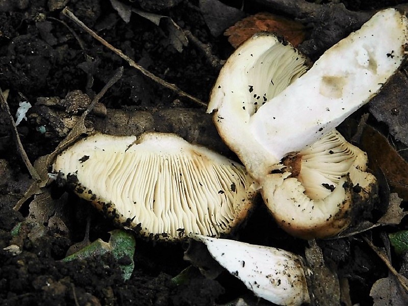 7)Fotogr.il 2.10.2020 bosco di Quercia