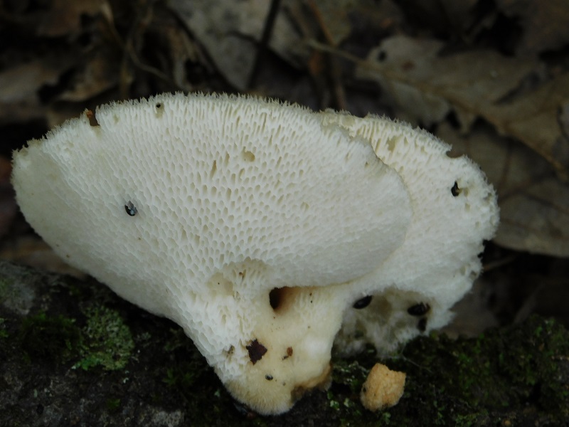 8)Fotogr.il 2.10.2020 bosco di Quercia