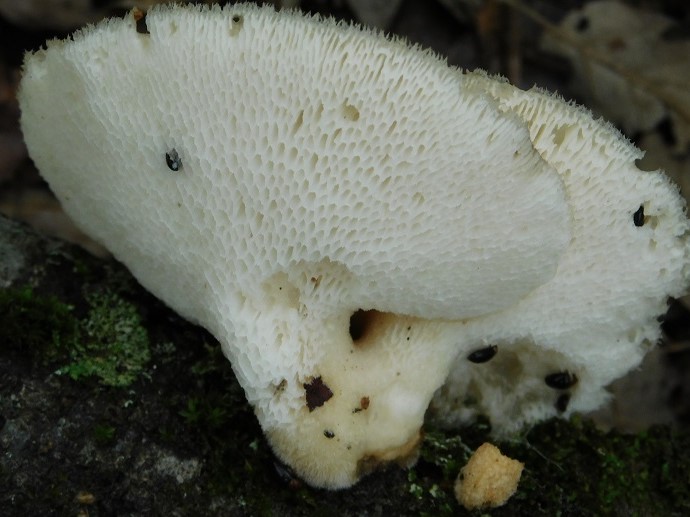 8)Fotogr.il 2.10.2020 bosco di Quercia