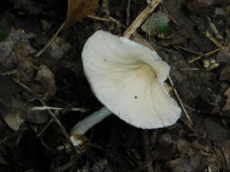 9) Fotogr.il 2.10.2020 bosco di Quercia
