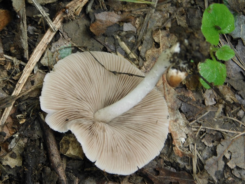 9) Fotogr.il 2.10.2020 bosco di Quercia