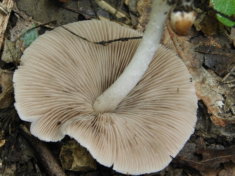 9) Fotogr.il 2.10.2020 bosco di Quercia