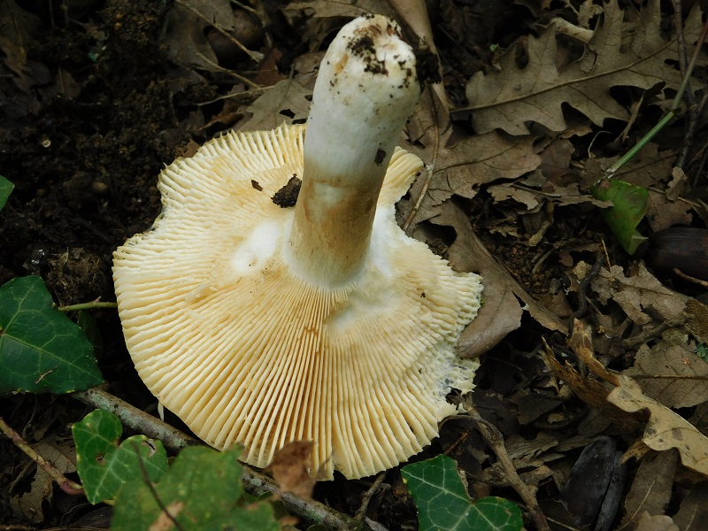 10) Fotogr.il 2.10.2020 bosco di Quercia