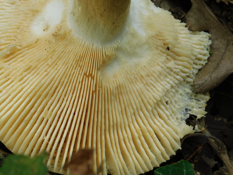 10) Fotogr.il 2.10.2020 bosco di Quercia