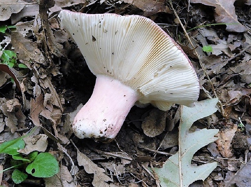 12) Fotogr.il 2.10.2020 bosco di Quercia
