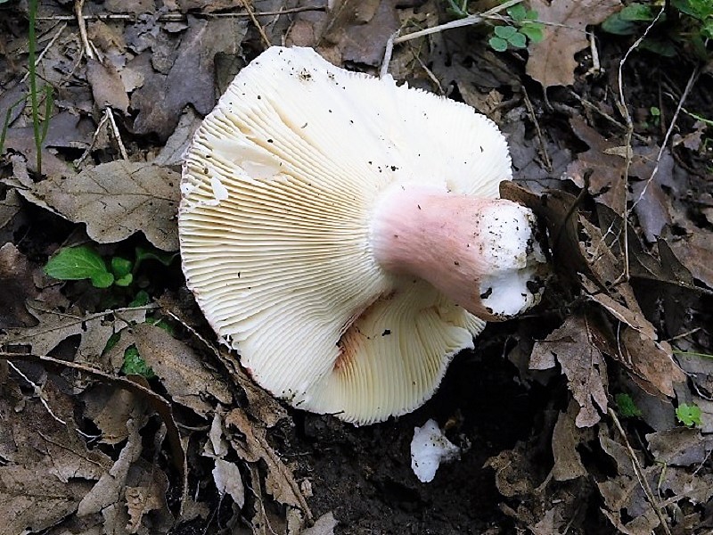 12) Fotogr.il 2.10.2020 bosco di Quercia