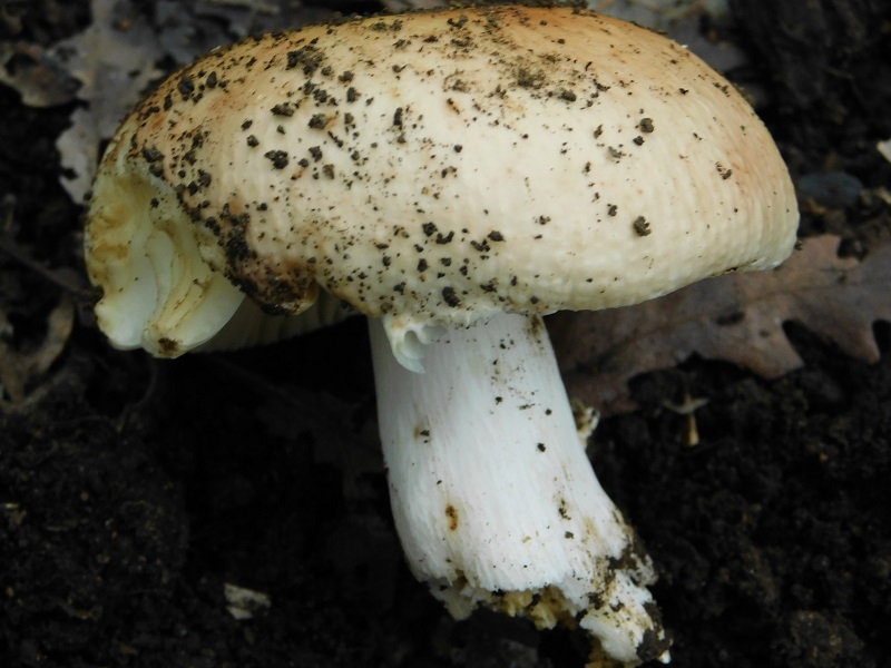 13)Fotogr.il  2.10.2020 bosco di Quercia