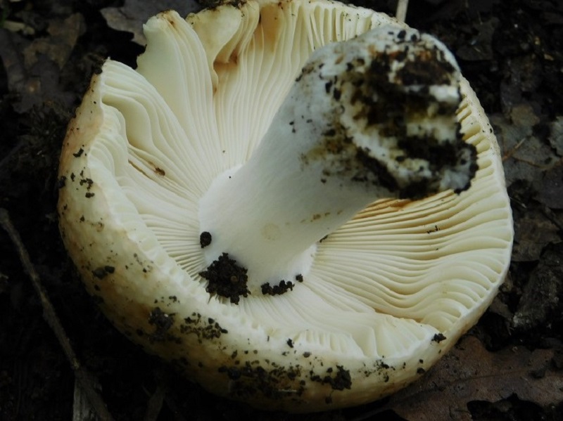 13)Fotogr.il  2.10.2020 bosco di Quercia