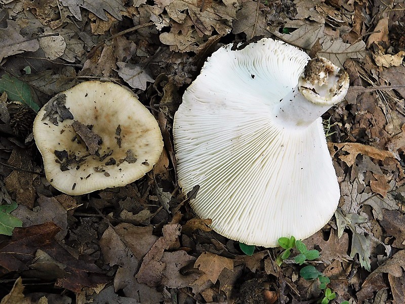 14)Fotogr.il 2.10.2020 bosco di Quercia