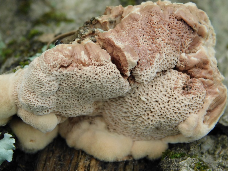 15)fotogr.il 2.10.2020 bosco di Quercia