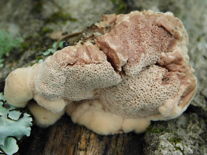 15)fotogr.il 2.10.2020 bosco di Quercia