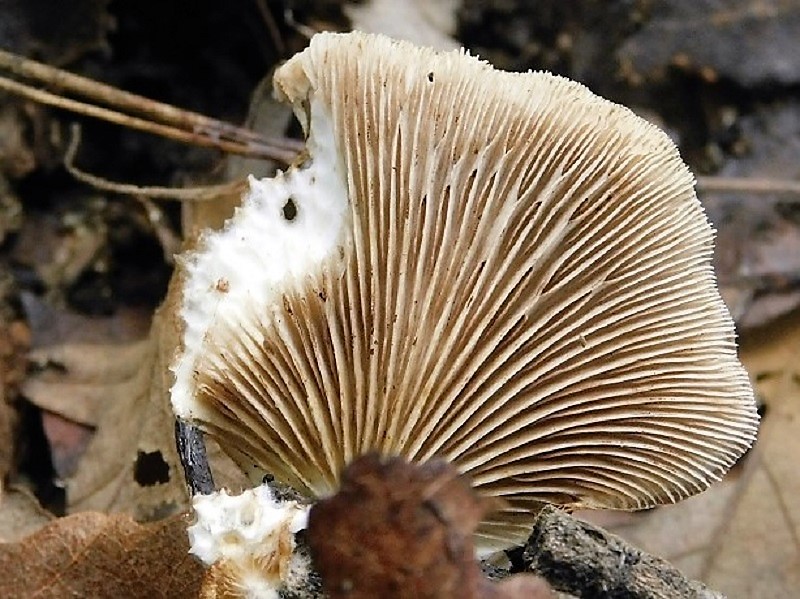 16)Fotogr.il 2.10.2020 bosco di Quercia 350 m s.l.m