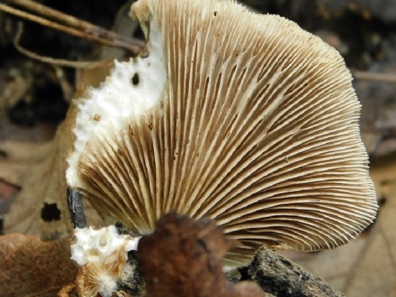 16)Fotogr.il 2.10.2020 bosco di Quercia 350 m s.l.m