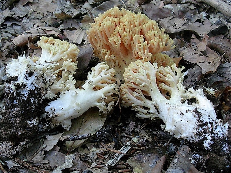 168 Da determinare bosco misto di latifoglia 480 m s.l.m