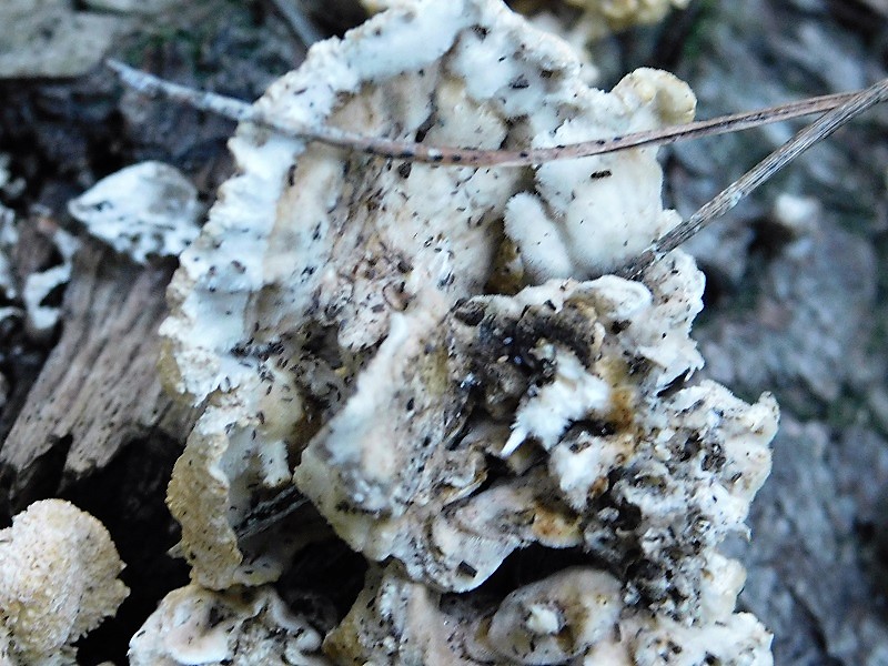 2)Fotogr.il 21.1.2020 sotto pineta marina con Leccio