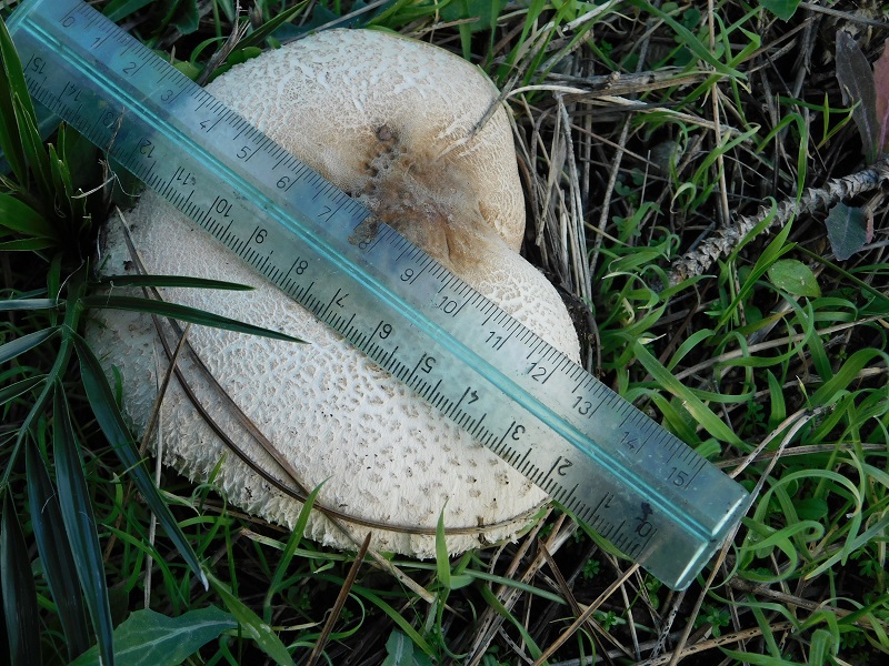 7)Fotogr.il 21.1.2020 sotto pineta marina con Leccio ultimo del 21.1.