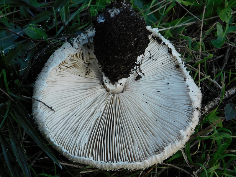 7)Fotogr.il 21.1.2020 sotto pineta marina con Leccio ultimo del 21.1.