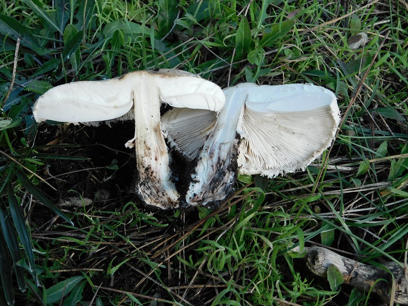 7)Fotogr.il 21.1.2020 sotto pineta marina con Leccio ultimo del 21.1.