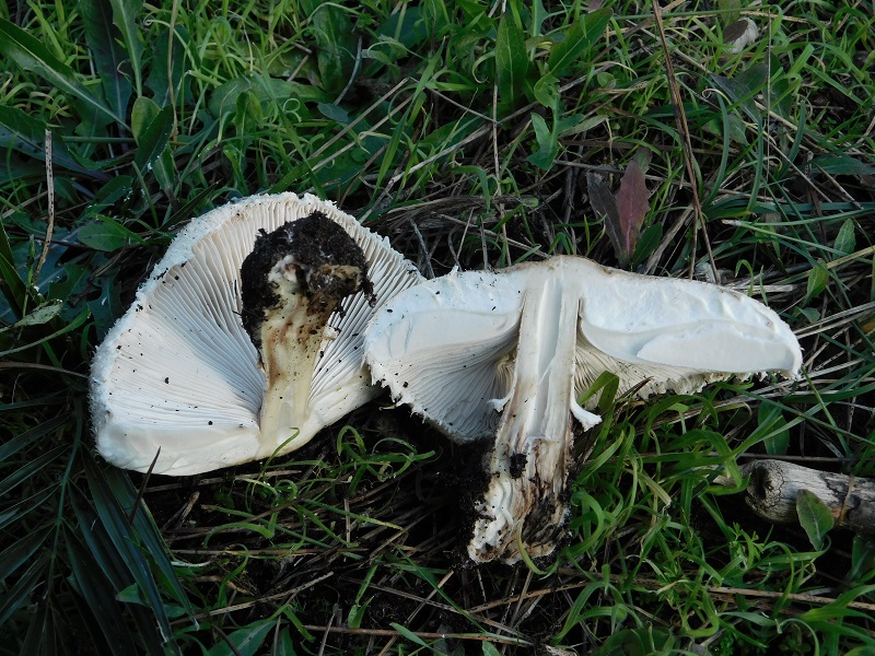 7)Fotogr.il 21.1.2020 sotto pineta marina con Leccio ultimo del 21.1.