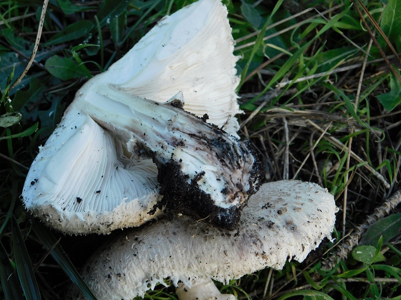 7)Fotogr.il 21.1.2020 sotto pineta marina con Leccio ultimo del 21.1.