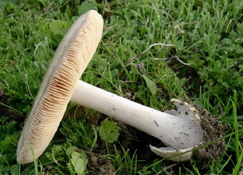 183 Dicembre vecchio ritrovamento