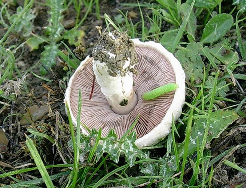 184 Dicembre vecchio ritrovamento