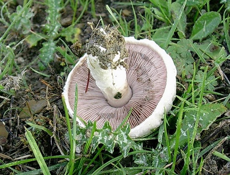 184 Dicembre vecchio ritrovamento