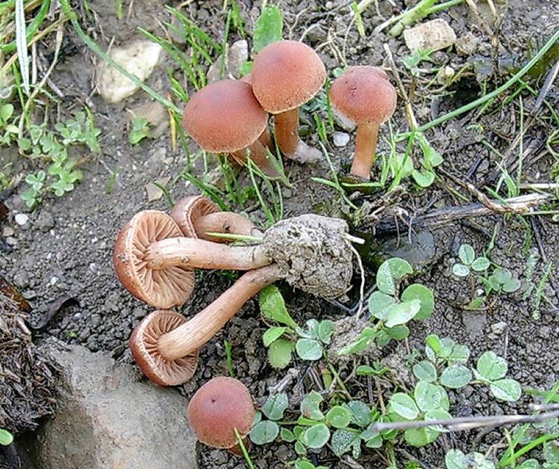 185 Dicembre vecchio  ritrovamento