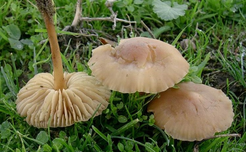 186 Dicembre vecchio ritrovamento