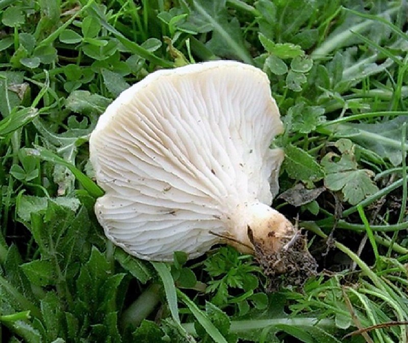 187 Dicembre vecchio ritrovamento