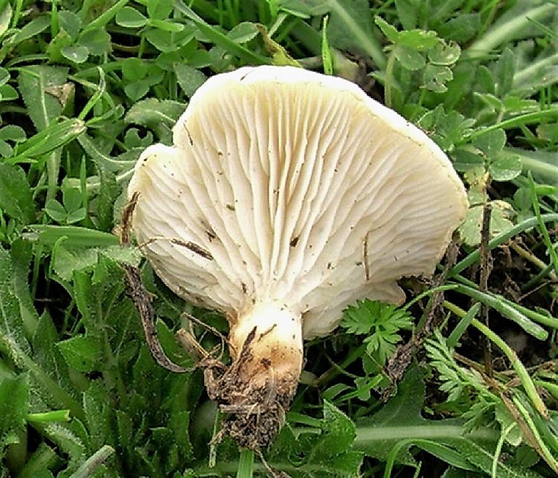 187 Dicembre vecchio ritrovamento