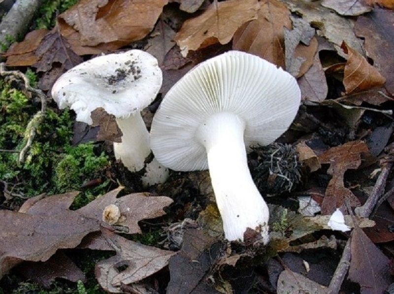 188 Dicembre vecchio ritrovamento