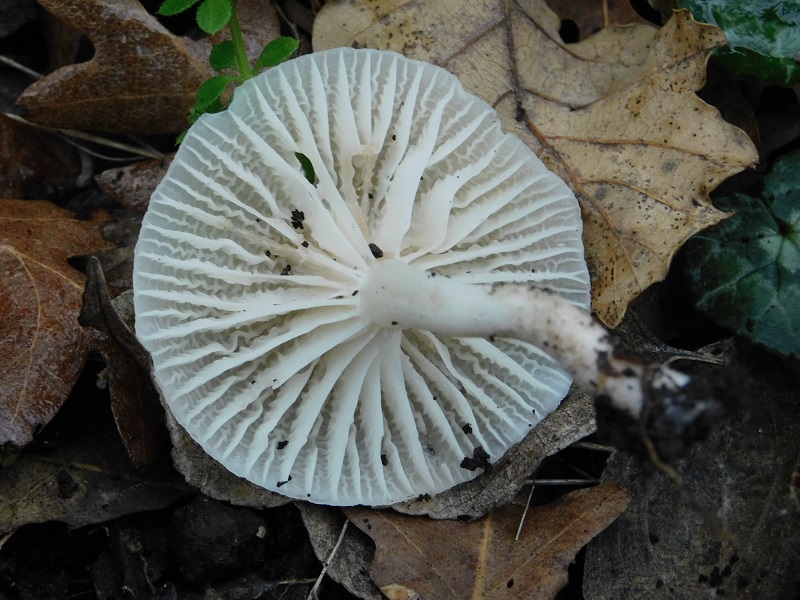 1)Fotogr.il 31.01.2020 bosco misto di latifoglia