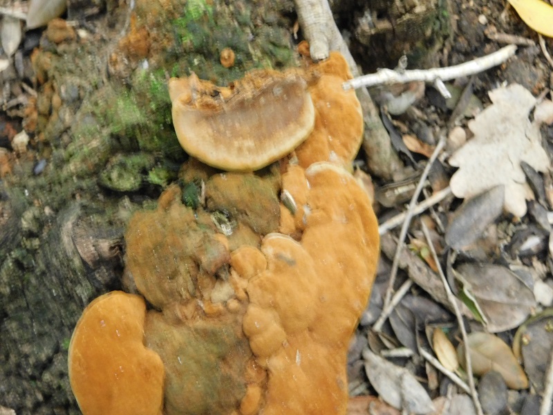 2)Fotogr.il 31.01 2020 bosco misto di latifoglia