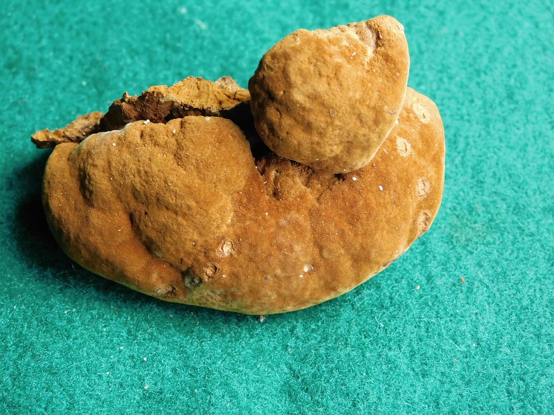 2)Fotogr.il 31.01 2020 bosco misto di latifoglia