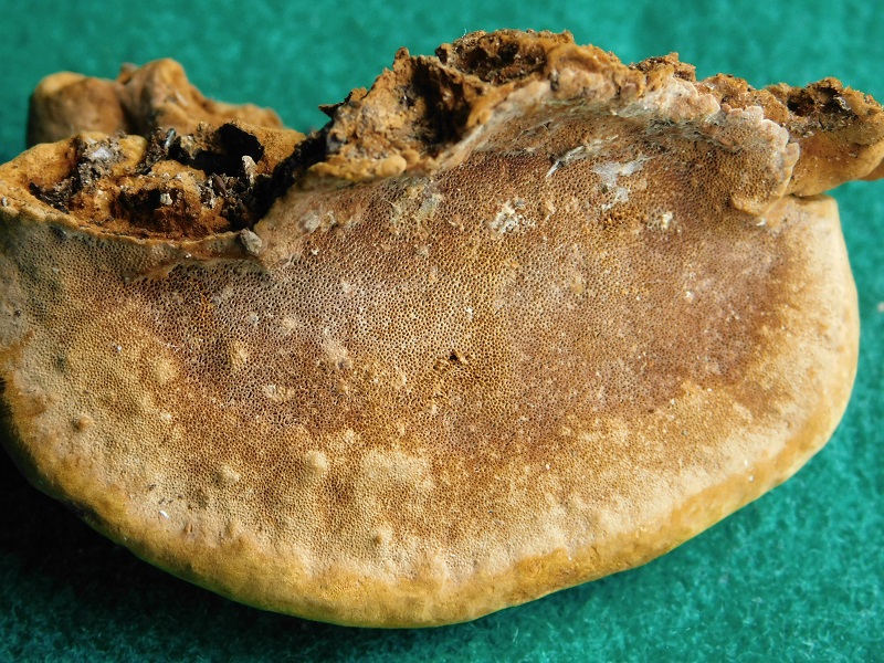 2)Fotogr.il 31.01 2020 bosco misto di latifoglia