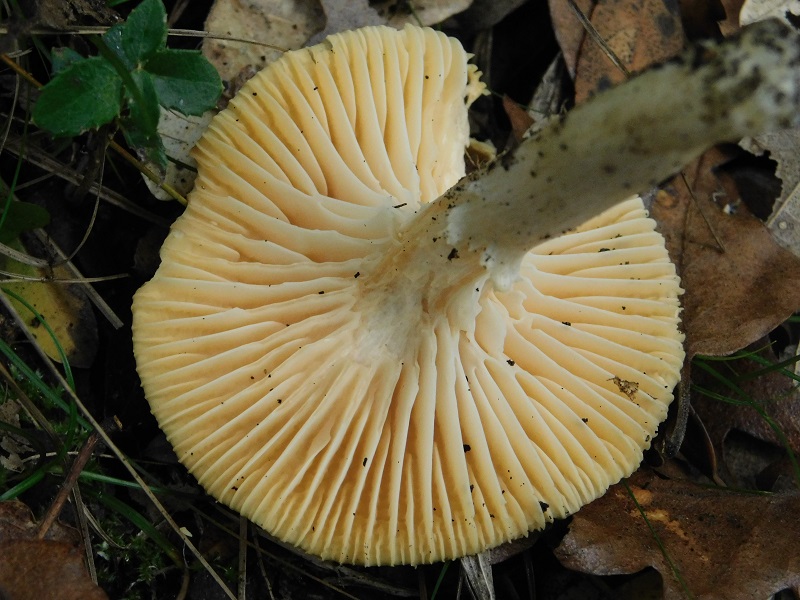 3)Fotogr.il 31.01.2020 bosco misto di latifoglia