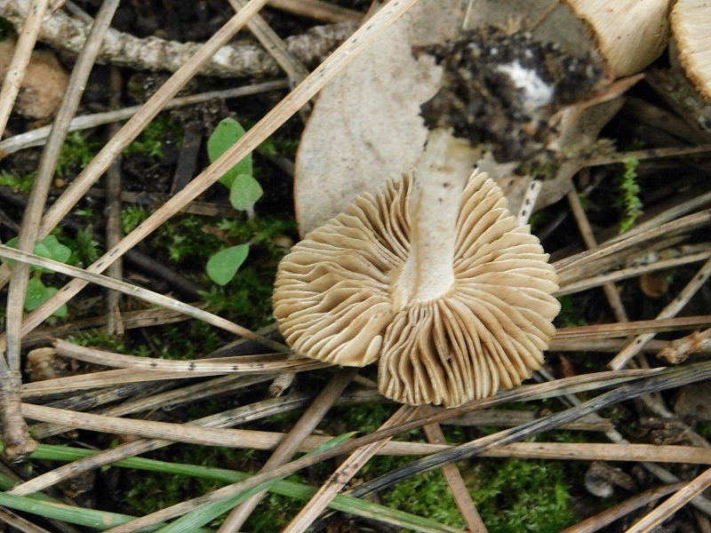 4)Fotogr.il 31.01.2020 sotto pineta marina con Leccio