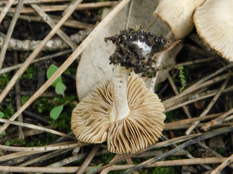 4)Fotogr.il 31.01.2020 sotto pineta marina con Leccio