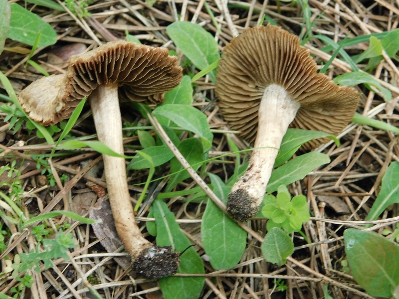 5)Fotogr il 31.01.2020 sotto pineta marina con Leccio