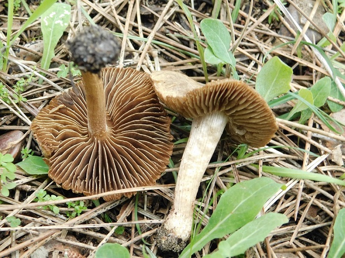 5)Fotogr il 31.01.2020 sotto pineta marina con Leccio