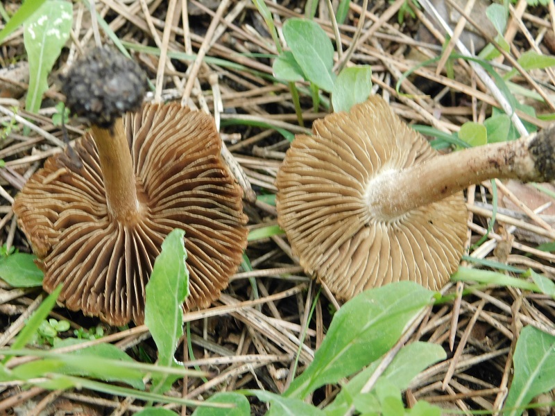 5)Fotogr il 31.01.2020 sotto pineta marina con Leccio