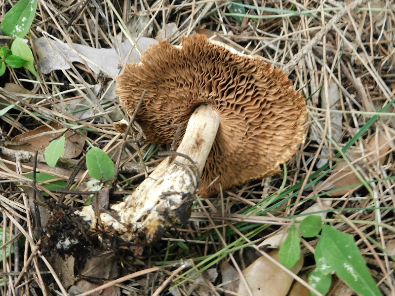 6)Fotogr.il 31.01.2020 sotto pineta marina con Leccio