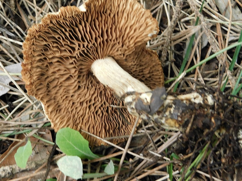 6)Fotogr.il 31.01.2020 sotto pineta marina con Leccio