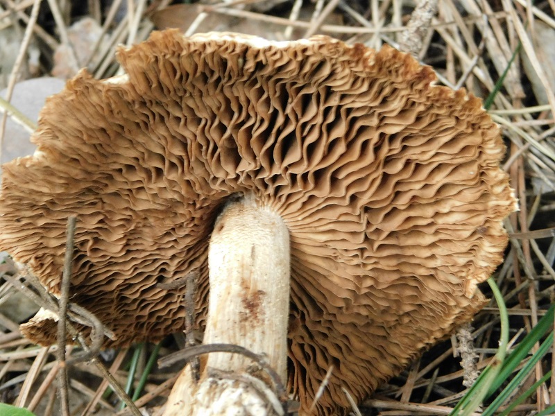 6)Fotogr.il 31.01.2020 sotto pineta marina con Leccio