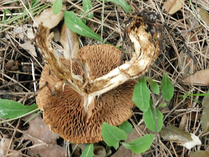 6)Fotogr.il 31.01.2020 sotto pineta marina con Leccio