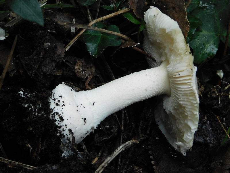 8)Fotogr.il 31.01.2020 sotto pineta marina con Leccio