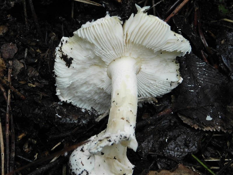 8)Fotogr.il 31.01.2020 sotto pineta marina con Leccio